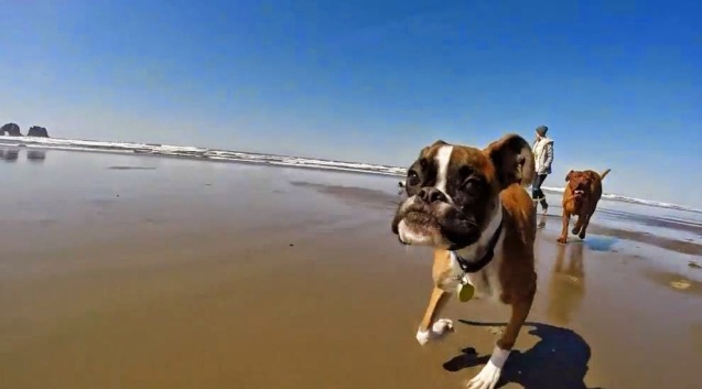 Duncan-el-perro-que-camina-en-dos-patas-disfruta-de-la-playa-por-primera-vez 01